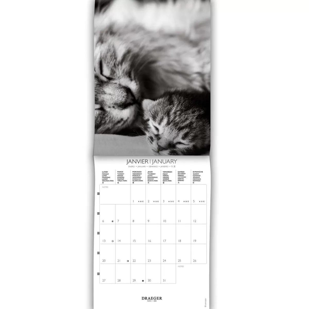 Fashion Draeger Paris Petit Calendrier Mensuel 2025 14x18 cm - Chats Noir & blanc